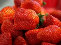 U Sesvetama i Brezovici godišnje tisuću tona jagoda