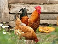 Iz Švicarske u Gornje Bogićevce i uzgoj kokoši na otvorenom