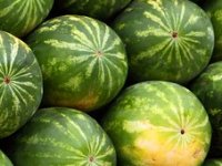 TOP 10 - tko su najveći uzgajivači lubenice u Hrvatskoj?