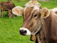 Kako je slavonska farma uspjela uzgojiti vrhunsko stado mliječnih krava?