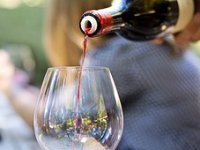 Pandemiji usprkos udahnuli život gotovo 100.000 biljaka u Erdutskim vinogradima