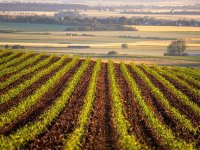 Kakvo je stanje europskih usjeva nakon najhladnijeg razdoblja u zadnjih 40 godina?