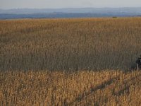 Kako Anto Perić unatoč sušnim uvjetima ipak očekuje dobar urod?