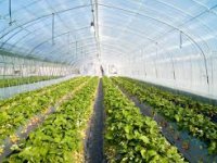 Vlasnica OPG-a u Zagori: Zaboravite nekadašnje cijene hrane