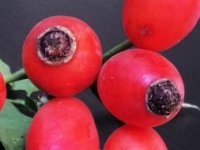 Startaj Hrvatska: Dirljiva priča o obitelji Lešić koja je šipak pretvorila u uspješni posao