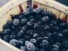 Od 400 eko sadnica kupina do vlastite vinarije