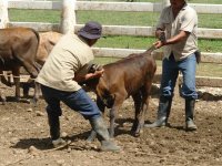Produžen rok za podnošenje zahtjeva za uzgoj junica!
