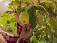 Nikad ranija berba voća: Ljetnu rezidbu ne radite, trule plodove uklonite