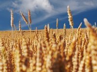 Matija Jagatić: Poljoprivredu ne radim iz ljubavi, nego iz računice