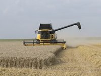 Ratarska računica izgleda bolje, što možemo očekivati od pšenice i ječma roda 2024?