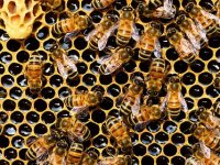 Pčelinji otrov s OPG-a Tvrtka Matijevića tražen i na drugim kontinentima