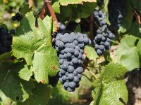 Nitko nema vrstu potpore kao vinogradari i vinari iz Vinske omotnice, iskoristite to!