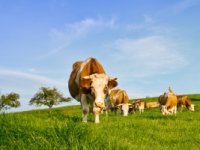 Broj muznih krava pao za više od 5 %