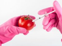 16 država članica EU glasovalo protiv GMO-a, Hrvatska suzdržana