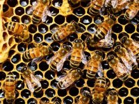Slavonski pčelari apeliraju - vratite nam potpore po košnici