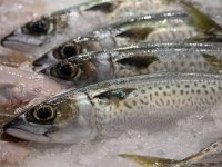 Poskupljenja nisu mimoišla ni ribarnicu