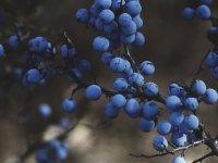 Albina Kovačić: Vinograd zahtijeva slugu, a s borovnicama smo pogodili