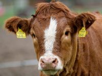 Od polja do stola: Obitelj Gelemanović uložila vlastita sredstva i otvorila mini klaonicu