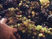 Siniša Hoborka: Velike vinarije diktiraju cijenu, a mi mali ovisimo o njima