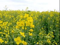 Ozimi usjevi doživjeli toplinski udar