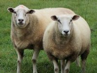 Dva Slavonca počela uzgajati najmesnatiju pasminu ovaca na svijetu