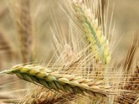 Od pivarskog ječma očekuju visok prinos, iako ovakvu godinu ne pamte