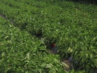 Svi koji rade u poljoprivredi trebali bi proučiti 900 stranica na hrvatskome i na engleskome