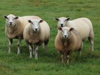 Slavonci osvojili tržište u Istri