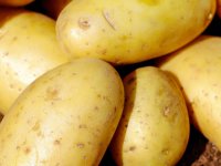 Mladi krumpir im je glavni fokus prihoda, cijena mu dostiže 2 eura po kilogramu