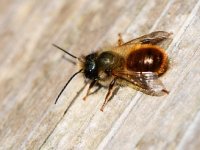 Josip 11 godina uzgaja solitarne pčele, jedna ima učinak kao 120 radilica medonosne pčele?