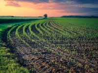 Jesenska sjetva: Najviše ćemo zasijati pšenice