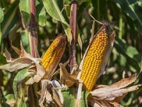 EK zaustavila isplatu potpora za Mjeru 4 iz programa ruralnog razvoja