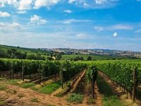 Vinogradari u strahu od gubitka zemljišta zbog "zone bez pesticida"