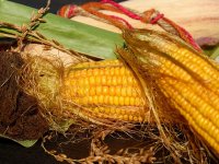 Proizvodnja kukuruza porasla 21,7 posto