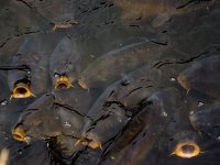 Proizvodnja šarana rast će za čak 65 %