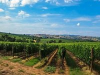 Moraliću iz vinske omotnice 6 mil. kn