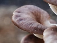 Tihomir Tucman: Najteže je ljude osvijestiti koliko su gljive zdrave