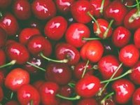 Voćnjak višnje maraske Denisa Rubića slovi za najveći u Europi