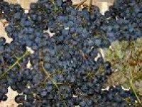Prirodno vino iz Prizdrine pije se i u Americi