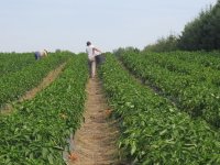 Kako ući u proces ekološkog nadzora i doći do certifikata?