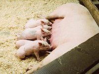 Dogovora svinjogojaca i Vlade nema, ne zna se nastavljaju li se prosvjedi