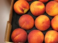 Slučaj bijesnog poljoprivrednika iz Vrgorca aktualizirao problem nekontroliranog uvoza