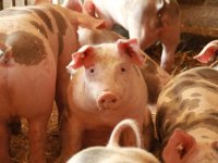 Jedna županija drži više svinja nego pola Hrvatske zajedno - evo tko nosi proizvodnju