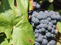 Vina su im potpuno prirodna, sada grade moderni podrum. Ovo je priča o obitelji Tomac