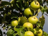 Čuvari starih sorti voća i povrća u Cerniku, titula kraljice jabuka pripala božićnici