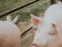 Proizvođačima svinja zbog ASK-a potpore od sedam milijuna eura