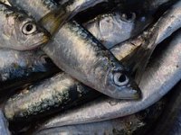 Sardina, jedna od rijetkih iz Dalmacije koji izvoze