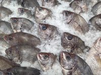 PONOSNA LISTA Šest najuspjelijih proizvoda hrvatske prehrambene industrije