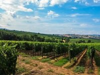 Dok 87-godišnji svekar Branko kopa, nevjesta Ljiljana osvaja nove oznake HOP-a