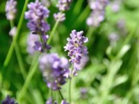 Lavanda - nezahtjevna biljka koja voli puno sunca, pčele i bumbare, a tjera mrave i uši